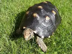 Tortue charbonnière à patte rouge (Chelonoidis carbonaria)