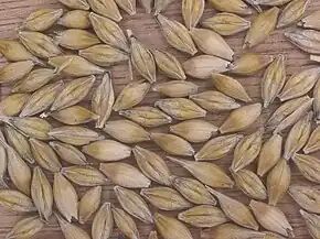 Grains d'orge