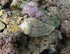 Gibberulus gibberulus