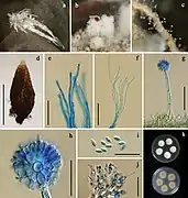 Gibellula cebrennini