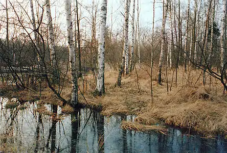 Bouleaux dans le petit Giebelmoor, district de Gifhorn, Basse-Saxe.