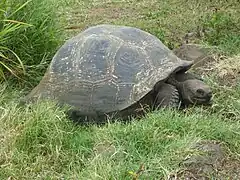 Tortue géante des Galápagos, île Santa Cruz.