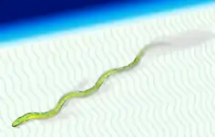 Gigantophis garstini