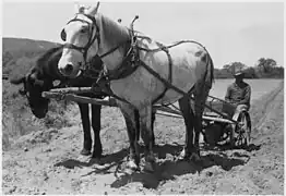 Planteuse à pommes de terre à traction animale (États-Unis, vers 1940).