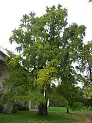 N° 3Ginkgo biloba.