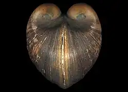 Glossus humanus, un Glossoidea