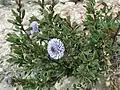 Globularia alypum