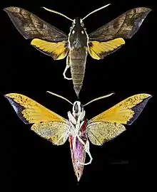 Gnathothlibus brendelli MHNT