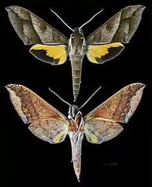 Gnathothlibus meeki MHNT