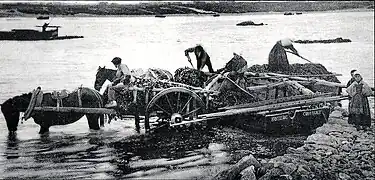 Goémoniers à bord d'un bateau du Conquet vers 1930.