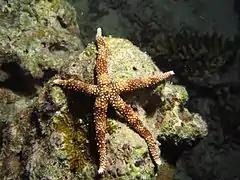 Une étoile de mer égyptienne (Gomophia egyptiaca)