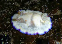 Goniobranchus alius