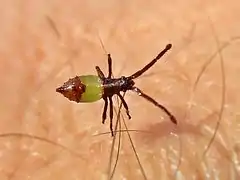 Une juvénile de stade précoce.