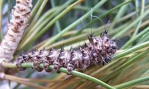 Noter l'adaptation des fausses-pattes