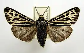 Écaille de Quensel(Apantesis quenseli)