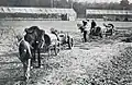 Des chevaux pour emmener les voitures au départ, avec interdiction de conduite.