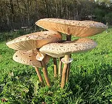 Groupe de 30 cm de hauteur.