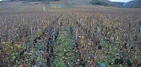 Image illustrative de l’article Grands-échezeaux