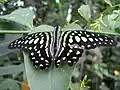Papillon