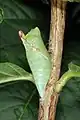 Chrysalide
