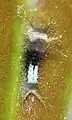 Chenille