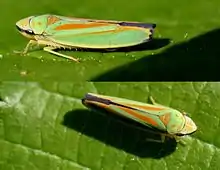 Graphocephala fennahi espèce sœur vivante.