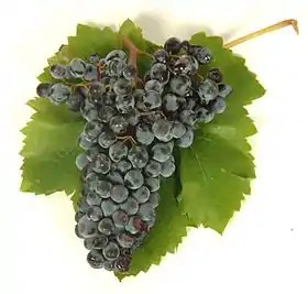 Nero d'Avola
