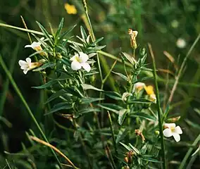 Gratiole officinale(Gratiola officinalis)