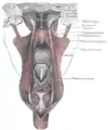 Dissection des muscles du palais par derrière.