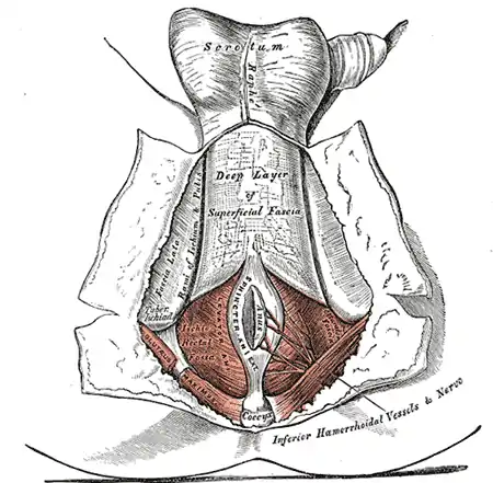 Le périnée. Le peau et la couche superficielle du fascia superficiel se répondent entre elles.