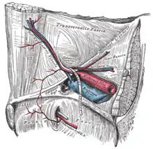 Ligament inguinal vu depuis la cavité abdominale.