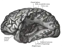 Cornes postérieure et inférieure du ventricule latéral gauche, vues de côté.