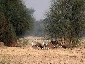 Des outardes à tête noire, une espèce gravement menacée dans le parc national de Desert.