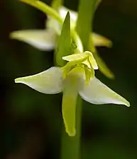 Labelle jaune et allongé de Platanthera chlorantha