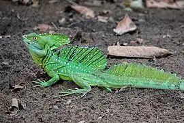 Basiliscus plumifrons (Corytophanidae)