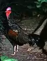 Coq de Java (Gallus varius)