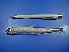 Nansenia groenlandica (Microstomatidae)