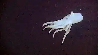 Grimpoteuthis bathynectes.