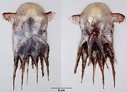 Grimpoteuthis innominata.