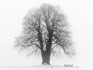 Arbre en Bavière (Grand tilleul à Heiligenstadt (Haute-Franconie) )  , dans le parc naturel Suisse franconienne.