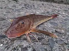 Chelidonichthys cuculus.