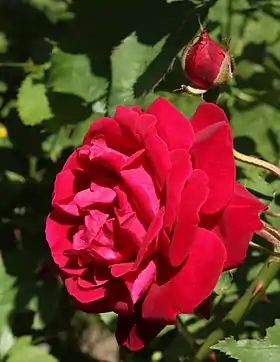 Image illustrative de l’article Gruss an Teplitz