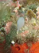 Guancha lacunosa (Clathrinidae)