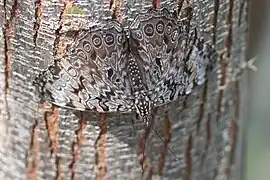 Hamadryas guatemalena