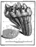 Dent fossile, Canada