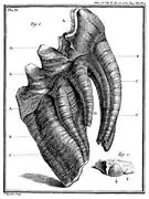 La même, vue opposée
