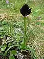 Nigritella gabasiana, Pyrénées