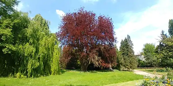 hêtre pourpre du parc de la Pépinière de Nancy. Coupé en 2023 car dépérissant.