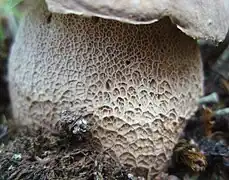 photo de Boletus reticulatus