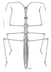 Hydrometra strigosa, espèce australienne, dessin de Des Helmore.